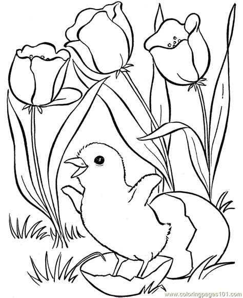 spring birds  flowers coloring pages  printable coloring page