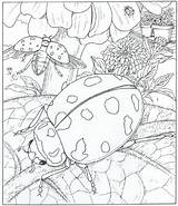 Natuur Kleurplaat Kleurplaten Natur Volwassenen Huis Ums Haus Rondom Ausmalbilder Kleuren Biedronki Coloriage Ladybug Dessin Zomer Kolorowanki Downloaden Coccinelle Dzieci sketch template