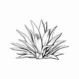 Agave Vector Drawing Tequila Plant Sketch Blue Illustration Drawn Hand Main Ingredient Cactus Style Isolated Illustrations Tattoo Stock Agaves Drawings sketch template