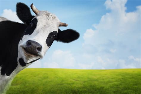 comen las vacas lecheras  la mejor alimentacion la mejor leche gadis blog