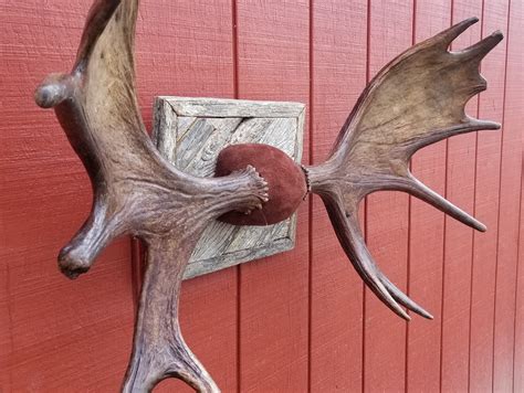 professionally mounted authentic moose antler sheds etsy