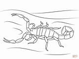 Scorpion Bark Colorear Scorpions Coloringhome Insect Escorpión Invertebrate sketch template