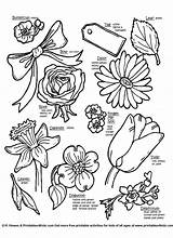 Names Botanical Insertion sketch template