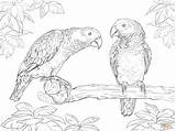 Coloring Lorikeet Designlooter Parrot Parrots sketch template