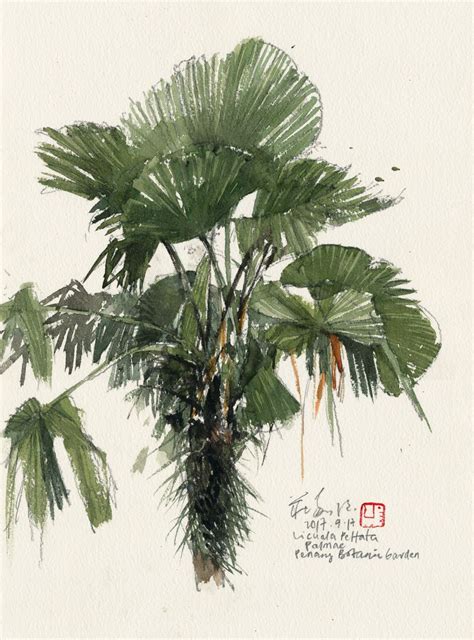 kiahkiean tree sketches plant painting botanical art