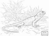Bearded Dragon Coloring Pages Drawing Getdrawings sketch template