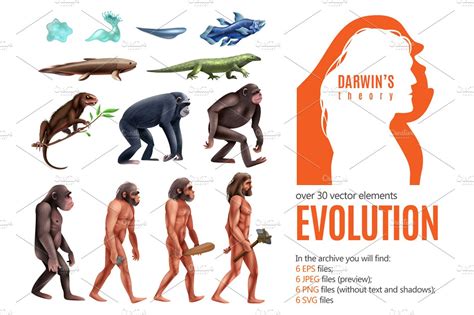 darwin evolution theory animal illustrations creative market