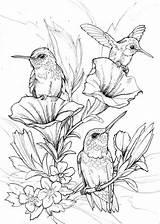 Coloring Birds Bird Hummingbird Drawings sketch template