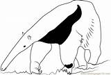 Coloring Ant Bear Anteater Coloringpages101 Pages sketch template