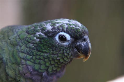 pionus parrots  parrot society uk