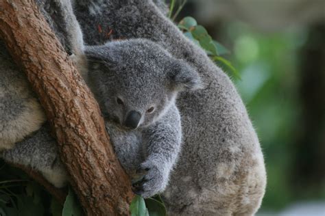 baby koala liz lawley flickr