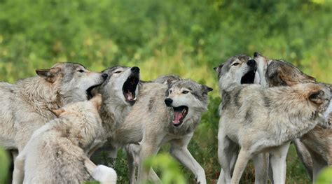 wolven  de nederlandse natuur natuurwijzer