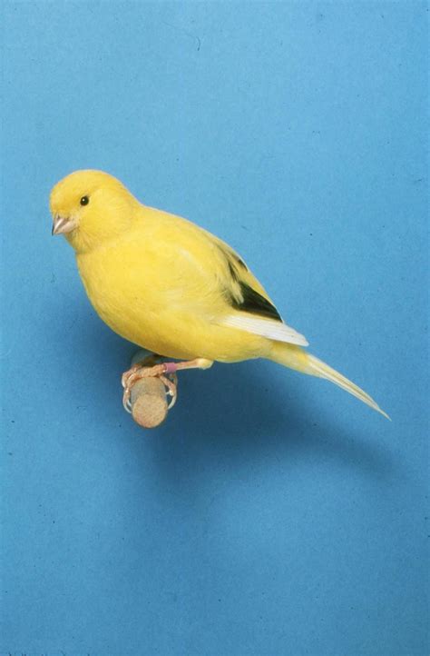 bird    canary birds