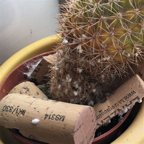 kaktus kaputt noch moeglich ihn zu retten weiss faul milben