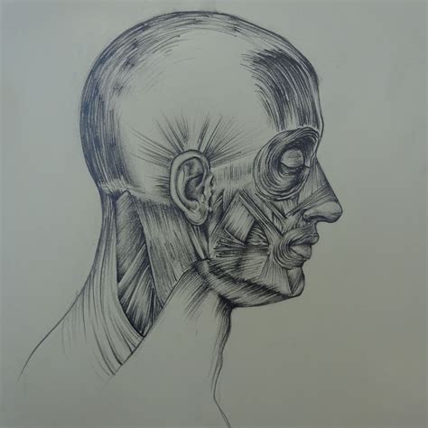 risultati immagini per anatomia artistica corpo umano anatomia