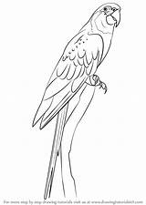 Macaw Throated Bird Arara Parrot Parrots sketch template