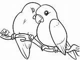 Coloring Lovebird Birds Pages Designlooter Pampered Couple Her sketch template
