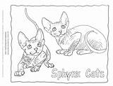 Cat Sphynx Coloring Clipart Breed Hairless Pages Kitten Sheets Cliparts Realistic Wonderweirded Pets Pro Printable Outline Library Clipground sketch template