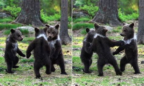 bear cubs appear to be enjoying a dance together in finnish forest