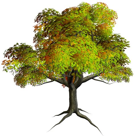 tree images    tree images  png images