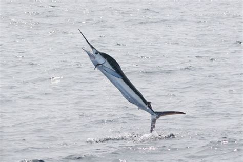 white marlin open southern boating