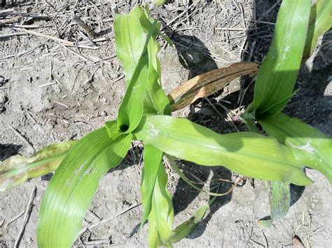 multiple problems complicate corn plant problem diagnosis north carolina cooperative extension
