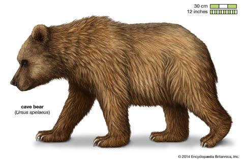 spanish researchers  prehistoric cave bears  cannibals
