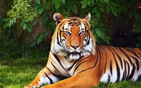 animal tiger hd wallpaper