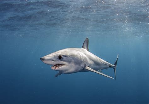shortfin mako shark  worlds ultimate hunter updated
