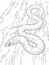 Snake Coloring Pages Viper Snakes Drawing Python Kingsnake Scarlet King Mamba Realistic Print Color Tree Sheets Burmese Green Supercoloring Getdrawings sketch template