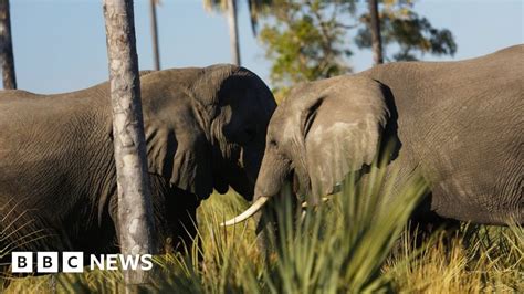 Botswana Mulls Lifting Elephant Hunting Ban Bbc News
