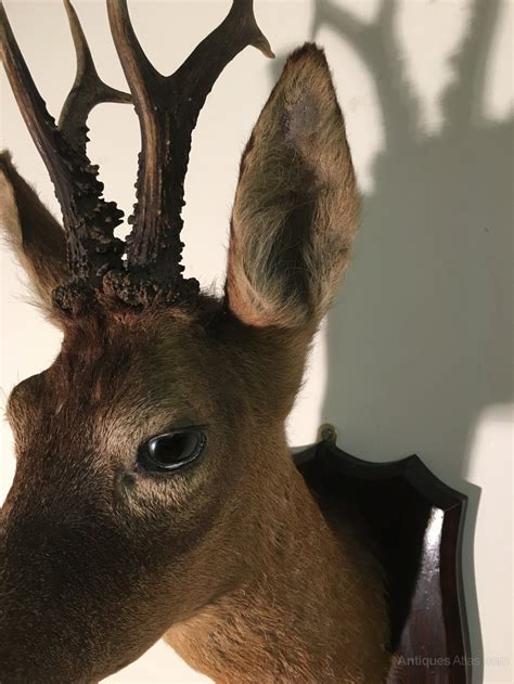 antiques atlas mounted scottish roe deer head
