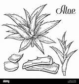 Aloe Plantas Medicinales Drawn Sabila Alamy Dibujar Engraving Crmla Tradicional Body sketch template