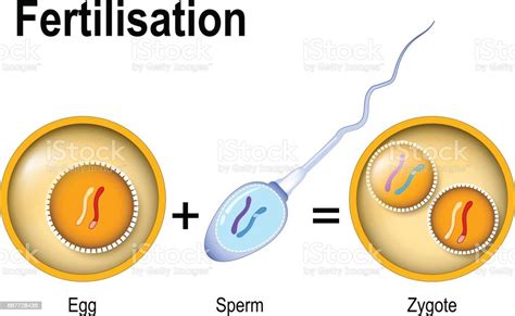 fertilization zygote is egg plus sperm stock vector art and more images