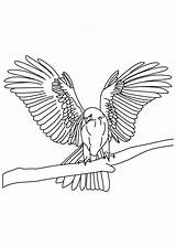 Bird Falcon Wings Coloring Pages Tapered Thin Netart Peregrine Color Getcolorings Print Col sketch template