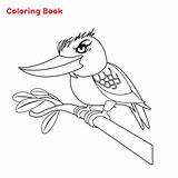 Kookaburra Drawing sketch template