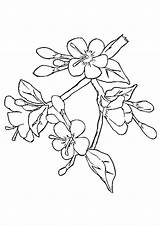 Blossom Cherry Coloring Pages Tree Drawing Outline Japanese Branch Flower Printable Chinese Color Easy Apple Getdrawings Template Getcolorings Luxury Clipart sketch template