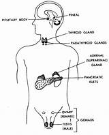 Glands Human Body Gland Locations Their Endocrine Figure Functions Anatomy Location Male Thyroid Systems Different Showing Organs Adrenal Lesson Pineal sketch template