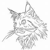 Coon Maine Clipart Cat Vector Illustration Stock Stylized Zentangle Designlooter 1024px 63kb Depositphotos sketch template