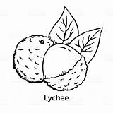 Litchi Lychee Fruit Illustrate Litchis Daybreak Keiki sketch template