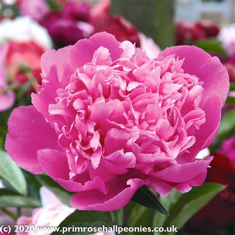 peony edulis superba mid season flowering fragrant