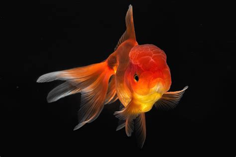 detailed photographs  rare fish species fubiz media