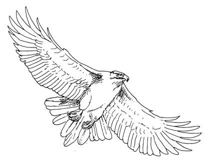 eagle flying drawing  getdrawings
