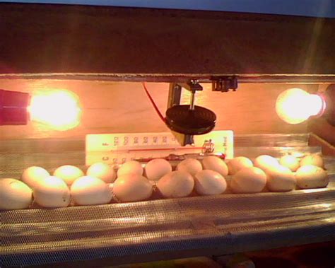 menetaskan telur ayam serama hari   unggas mania