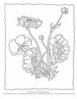 Coloring Pages Anemone Flower Printable Realistic Sheets Botany Botanical Hemp Color Adult Physical Getcolorings Worksheets Colouring Ed Drawings 792px 86kb sketch template