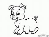Pig Cute Coloring Pages Printable Pigs Drawing Baby Animals Everfreecoloring Getdrawings Drawings sketch template