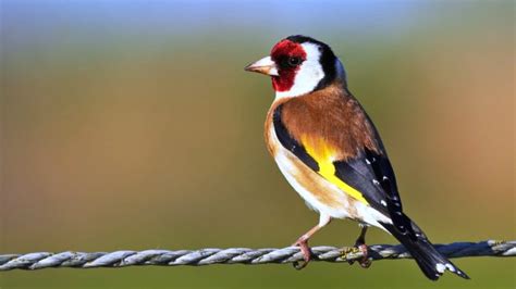 melodious song bird european goldfinch carduelis carduelis