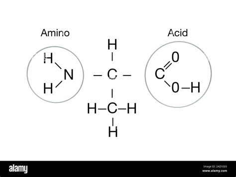 estructura de aminoacidos equipo ilustracion mostrando la estructura