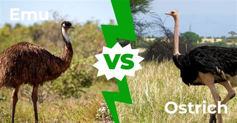 emu  ostrich  key differences   giant birds   animals