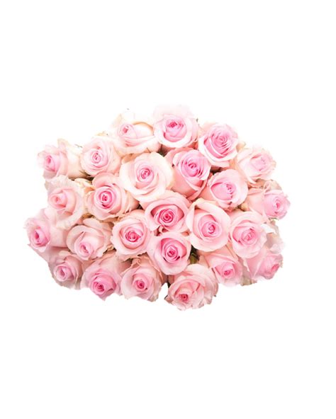 Download Full Resolution Of Pink Roses Flowers Bouquet Png Pic Png Mart